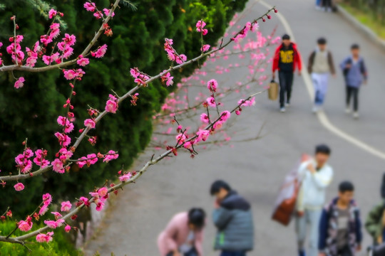 梅花