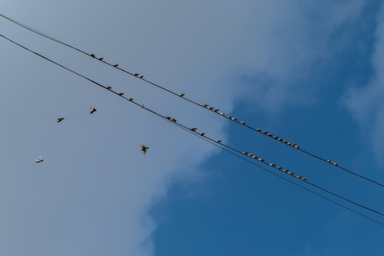天空鸟儿