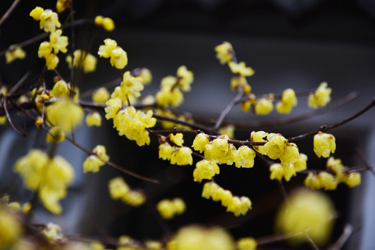 雨中腊梅花