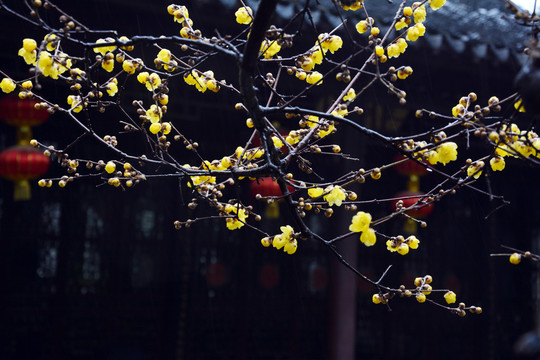 庭院腊梅花开