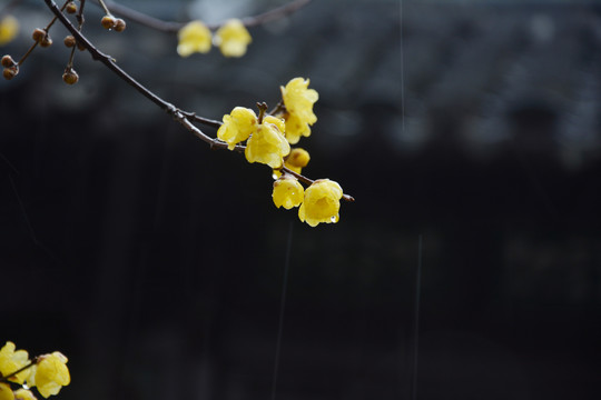 雨中腊梅花