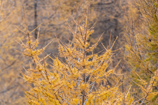 秋天阳光下的金色松树