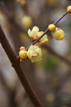 腊梅花