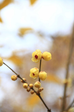 腊梅花