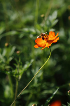 黄菊花蜜蜂