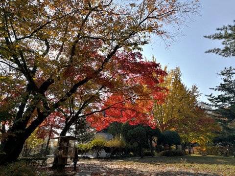 首尔南山公园秋景