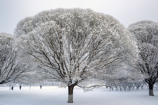 雪景