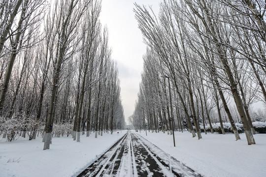 雪景