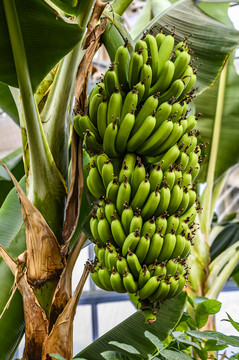 温室里生长的香蕉