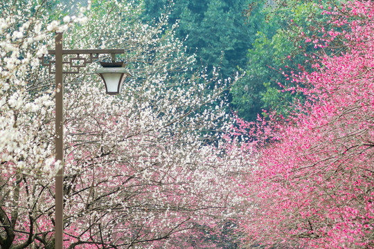 梅花梅林