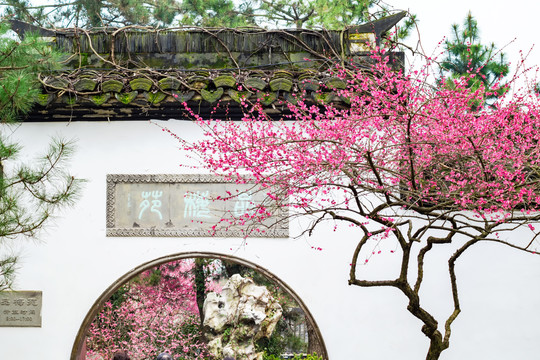 杭州植物园品梅苑梅花