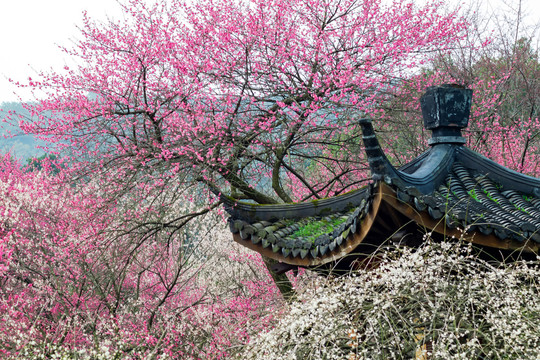 杭州植物园灵峰探梅香雪亭与梅花