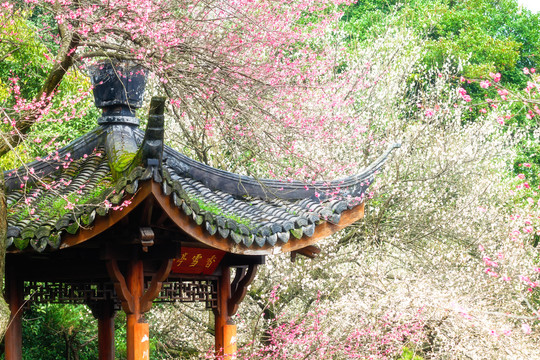 杭州植物园灵峰探梅香雪亭与梅花