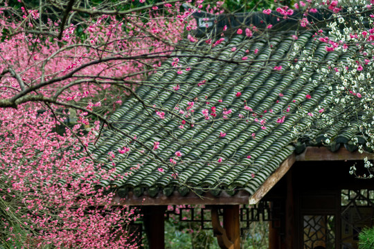 中式建筑灰瓦屋顶与梅花