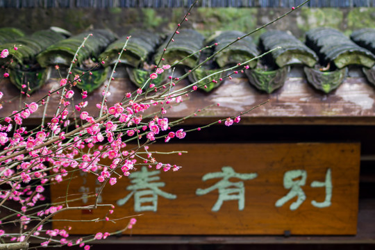 杭州植物园灵峰探梅的别有春与梅