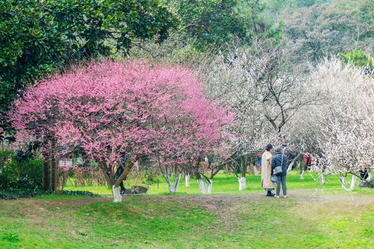 梅园梅林梅花