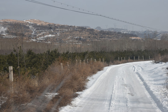 雪路旁的松树