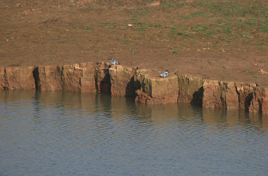 湖面岸边的两只斑鱼狗