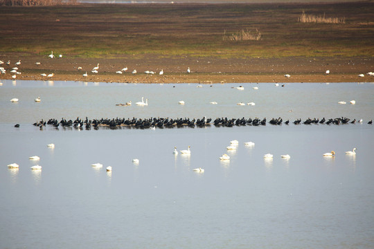 鄱阳湖候鸟群中的鸬鹚带