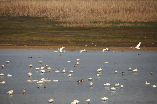 鄱阳湖草原湖面上的候鸟群