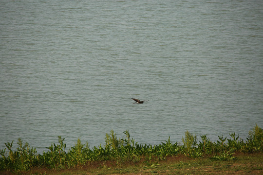 白尾鹞在鄱阳湖飞翔