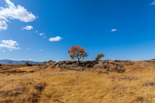 黑龙江镜泊湖火山熔岩枫树193