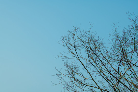 天空树枝