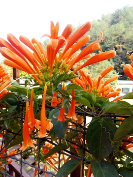 炮仗花