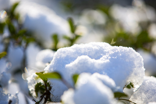 雪压冬青