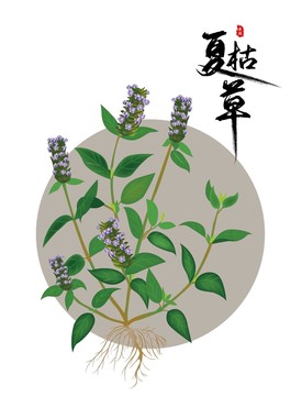 夏枯草