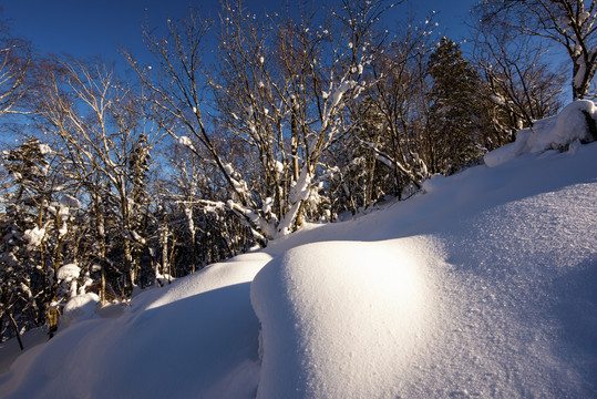 雪地雪景森林