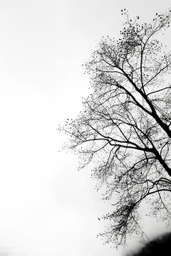 枯树枝