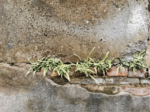 斑驳土墙苔藓泥土