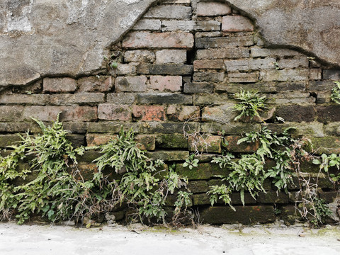 斑驳墙面杂草苔藓背景纹理