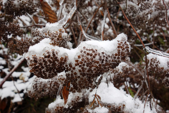 雪