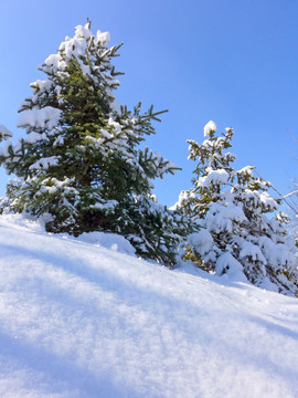 雪景