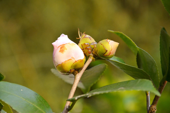 山茶花