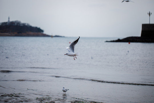 青岛海边海鸥