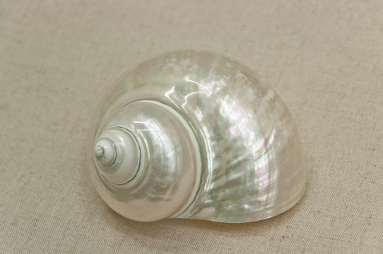 珍珠光泽的海螺壳