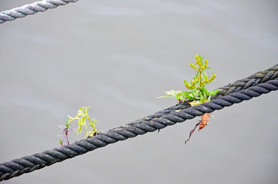 渔船缆绳