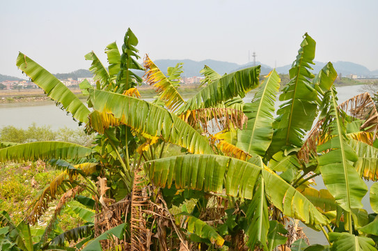 香蕉林