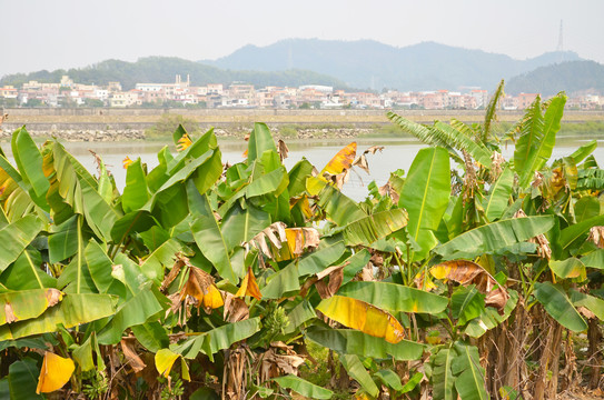 岭南乡村