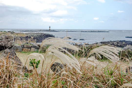 济州岛牛岛