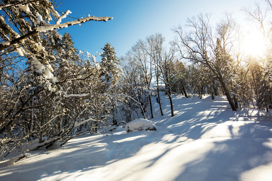 雪景树林