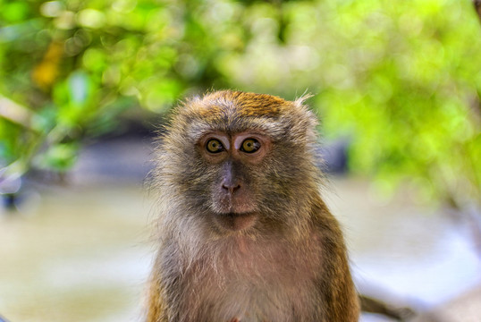 兰卡威野生猕猴