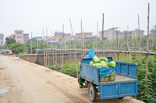 广州郊区蔬菜种植