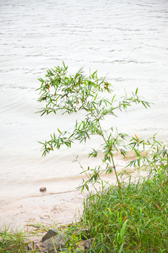 竹枝