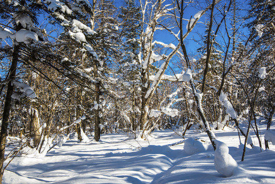 蓝天树林雪景