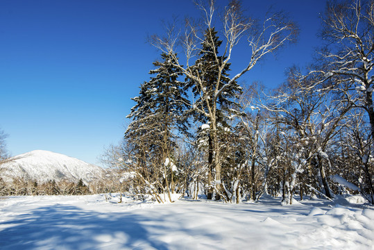 雪地雪景树林
