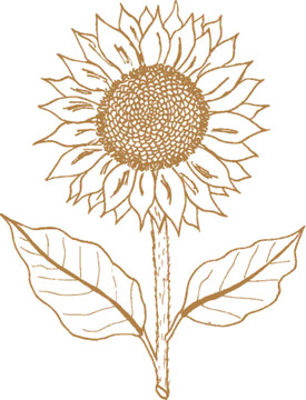 植物矢量线描之向日葵